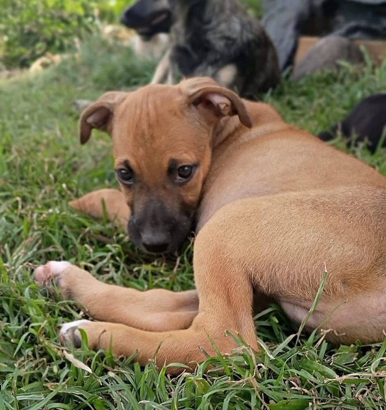 HUDSON - Chien à adopter - photo 3