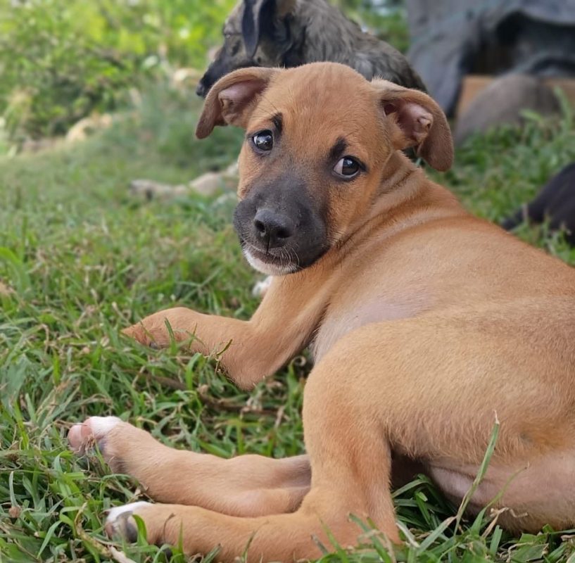 HUDSON - Chien à adopter - photo 5