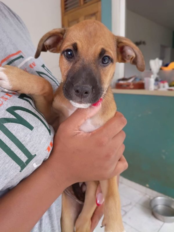 HUDSON - Chien à adopter - photo 2