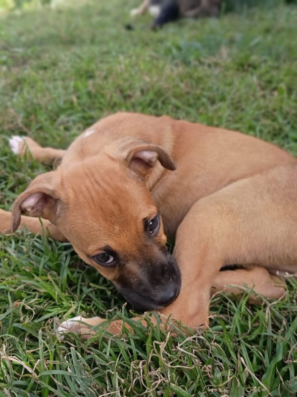 HUDSON - Chien à adopter - photo 6