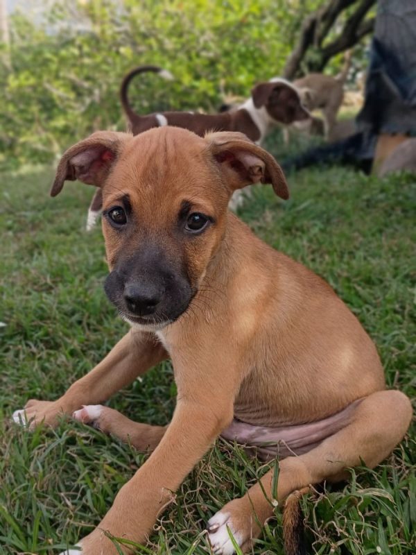 HUDSON - Chien à adopter - photo 4