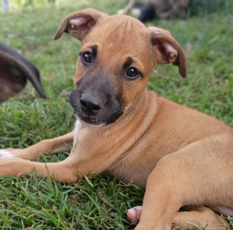 HUDSON - Chien à adopter