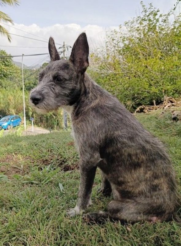 MILA - Chien Griffon Korthals à adopter - photo 3