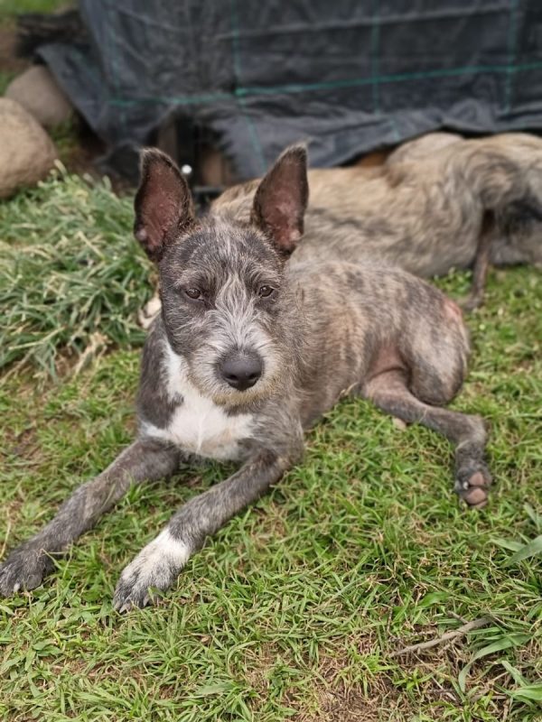 MILA - Chien Griffon Korthals à adopter - photo 4