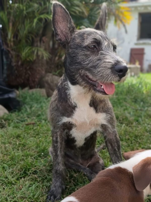 MILA - Chien Griffon Korthals à adopter - photo 5