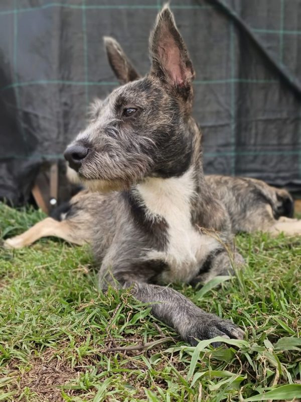MILA - Chien Griffon Korthals à adopter - photo 6