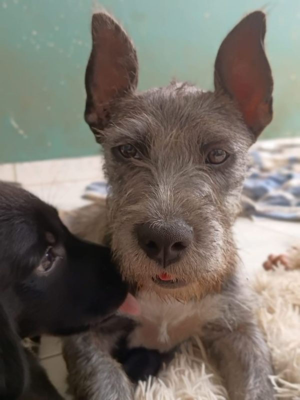 MILA - Chien Griffon Korthals à adopter