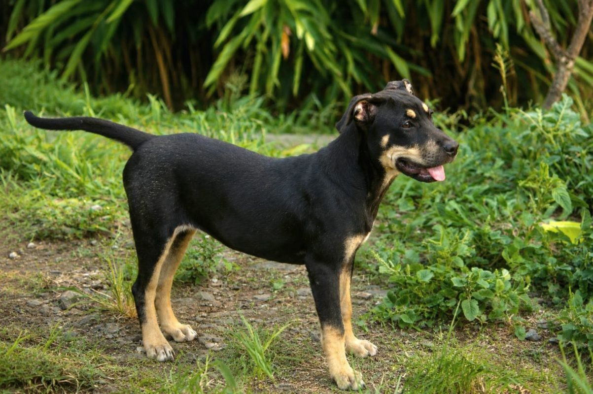 MYRTILLE - Chien Beauceron à adopter - photo 5