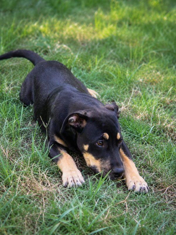 MYRTILLE - Chien Beauceron à adopter - photo 3