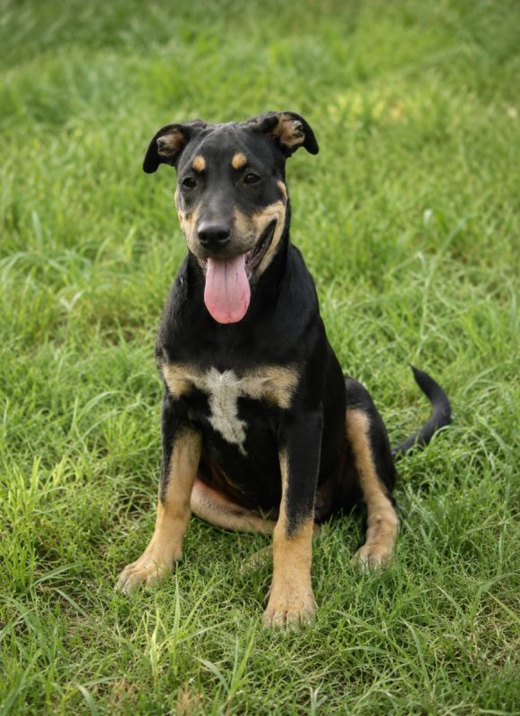 MYRTILLE - Chien Beauceron à adopter - photo 2