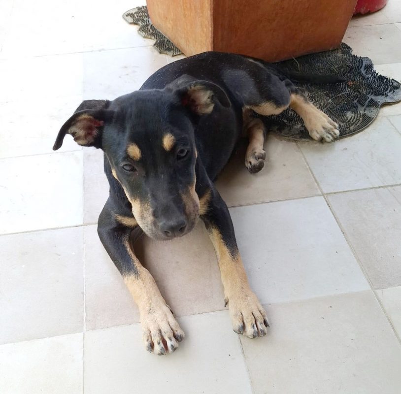 MYRTILLE - Chien Beauceron à adopter - photo 6
