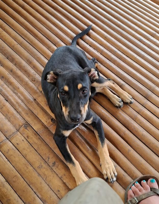 MYRTILLE - Chien Beauceron à adopter - photo 4