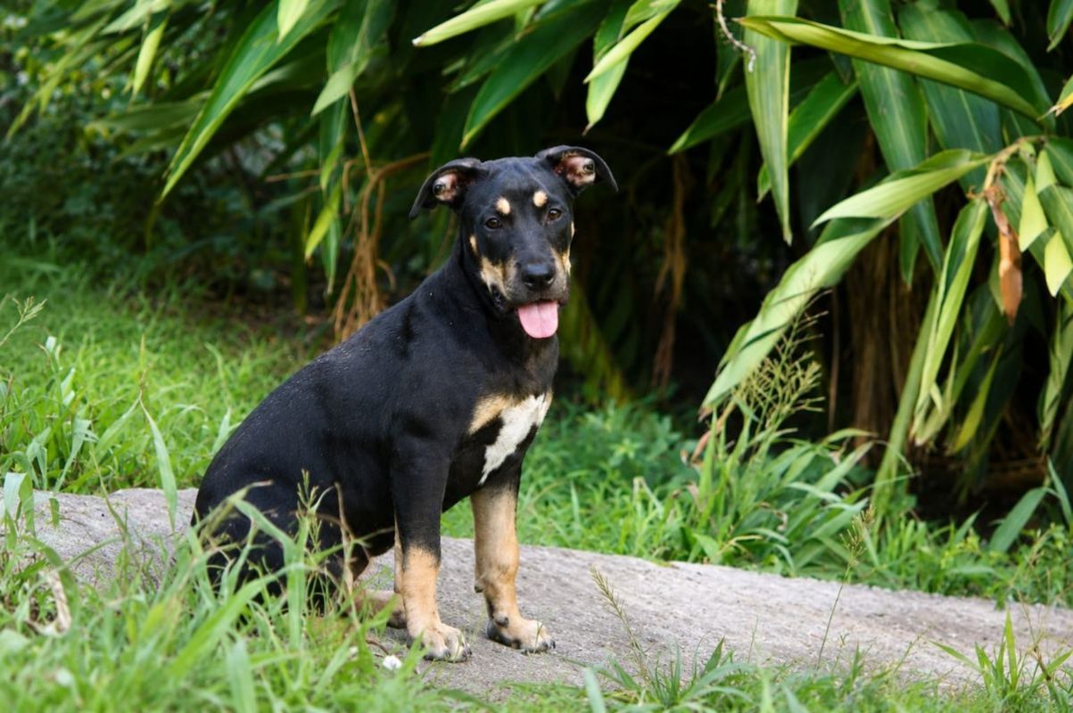 MYRTILLE - Chien Beauceron à adopter