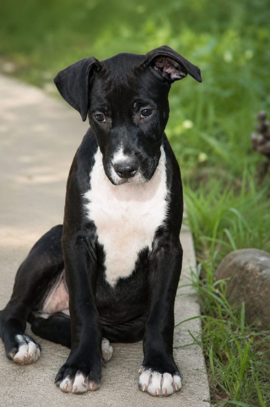 NINA - Chien Boxer x Labrador-Retriever à adopter