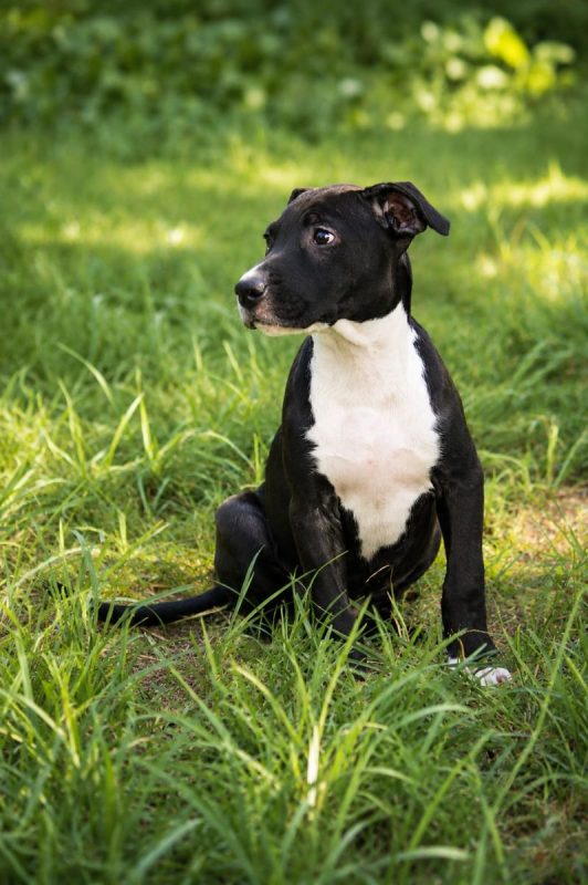 NINA - Chien Boxer x Labrador-Retriever à adopter - photo 4
