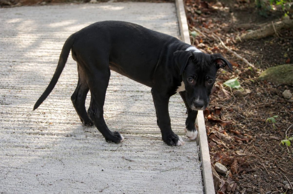 NINA - Chien Boxer x Labrador-Retriever à adopter - photo 2