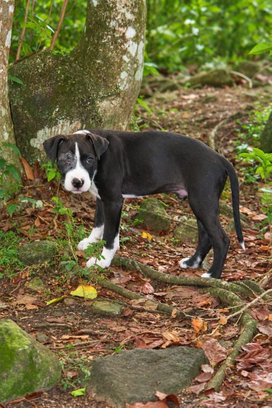 NINO - Chien Boxer x Labrador-Retriever à adopter - photo 6