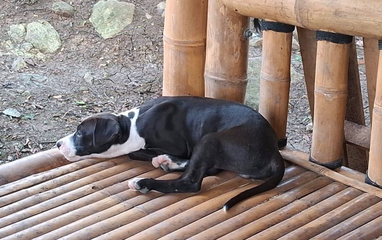 NINO - Chien Boxer x Labrador-Retriever à adopter - photo 4