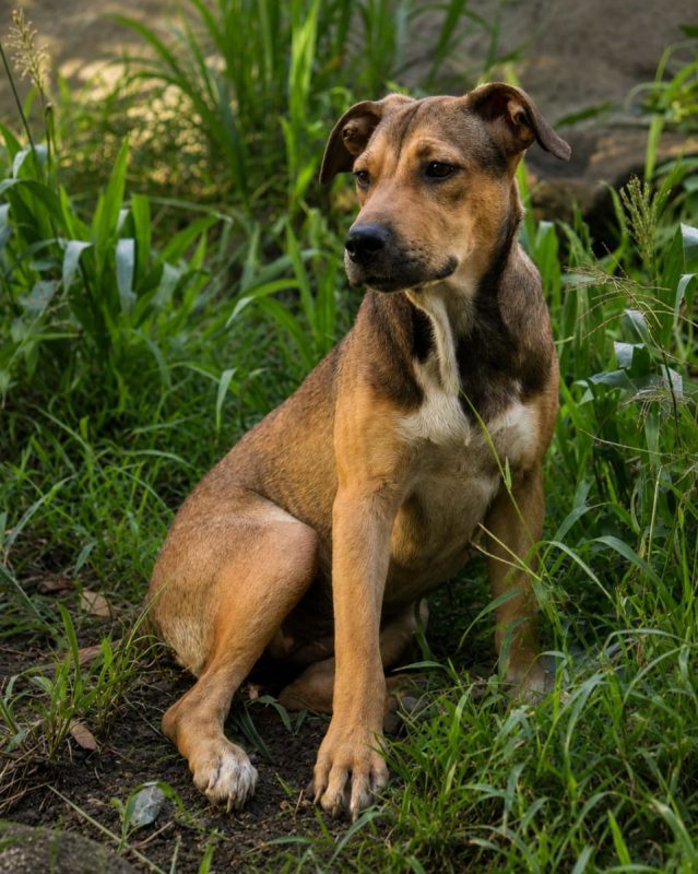 NOISETTE - Chien à adopter - photo 4