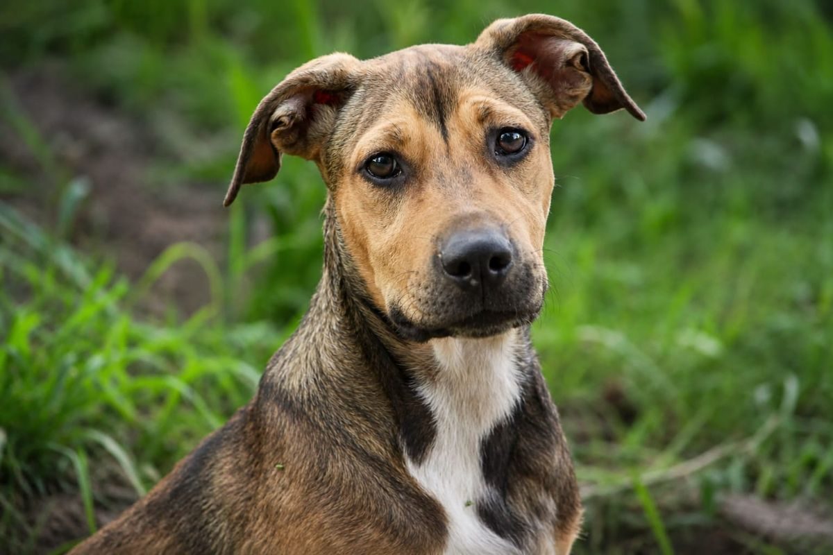 NOISETTE - Chien à adopter