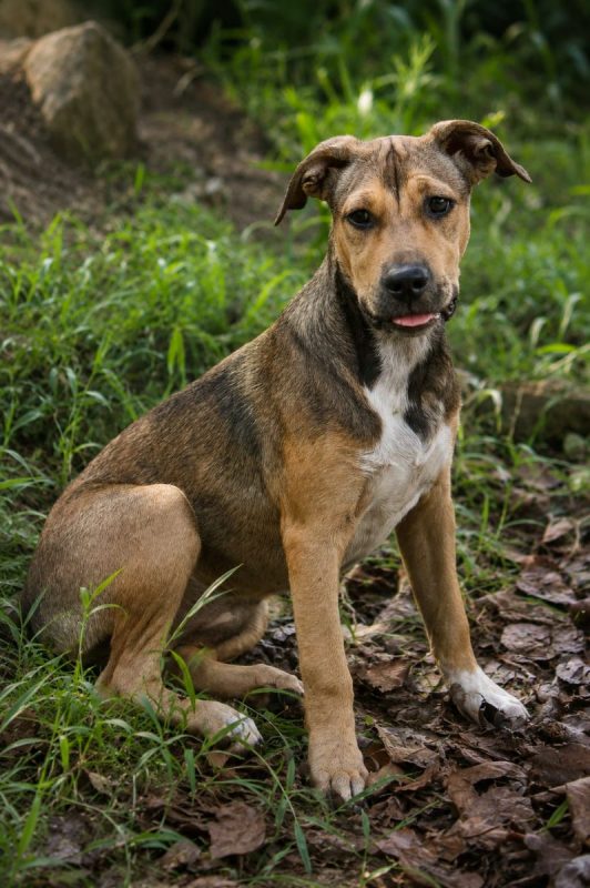 NOISETTE - Chien à adopter - photo 6