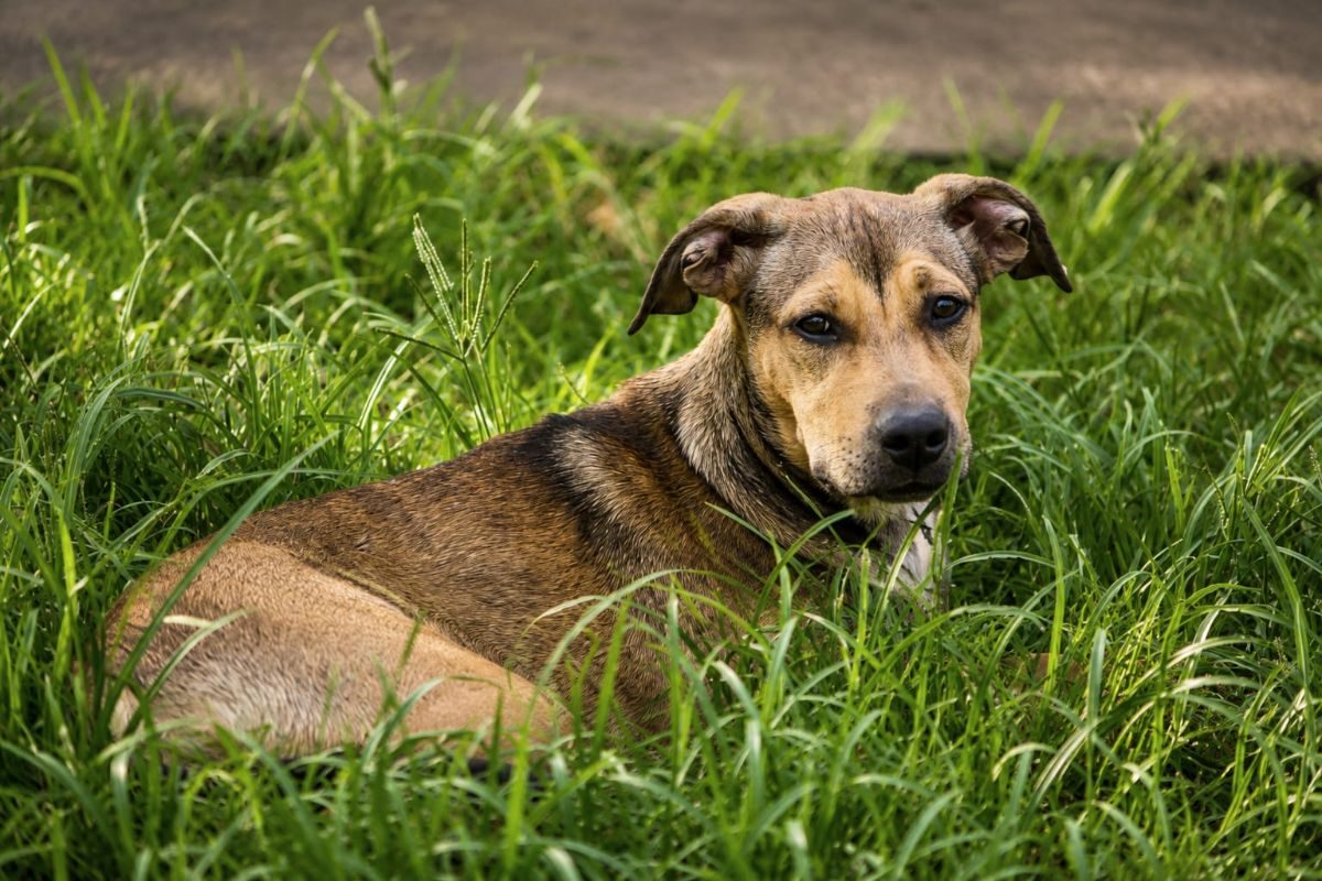NOISETTE - Chien à adopter - photo 8