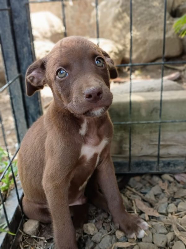 PARKER - Chien à adopter - photo 6