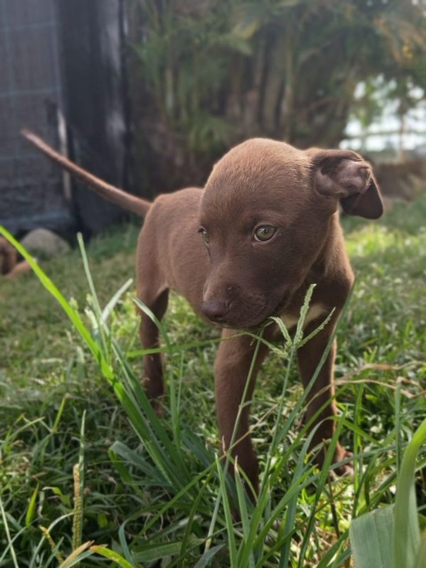 PARKER - Chien à adopter - photo 7