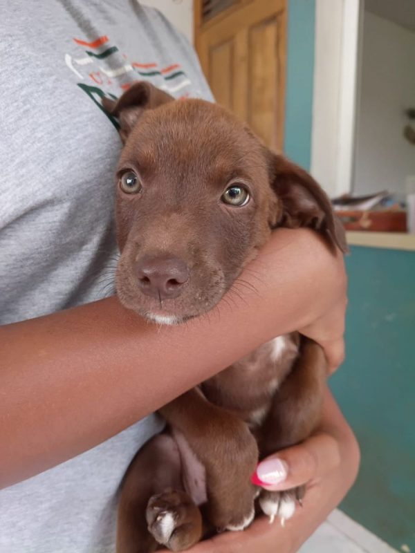PARKER - Chien à adopter