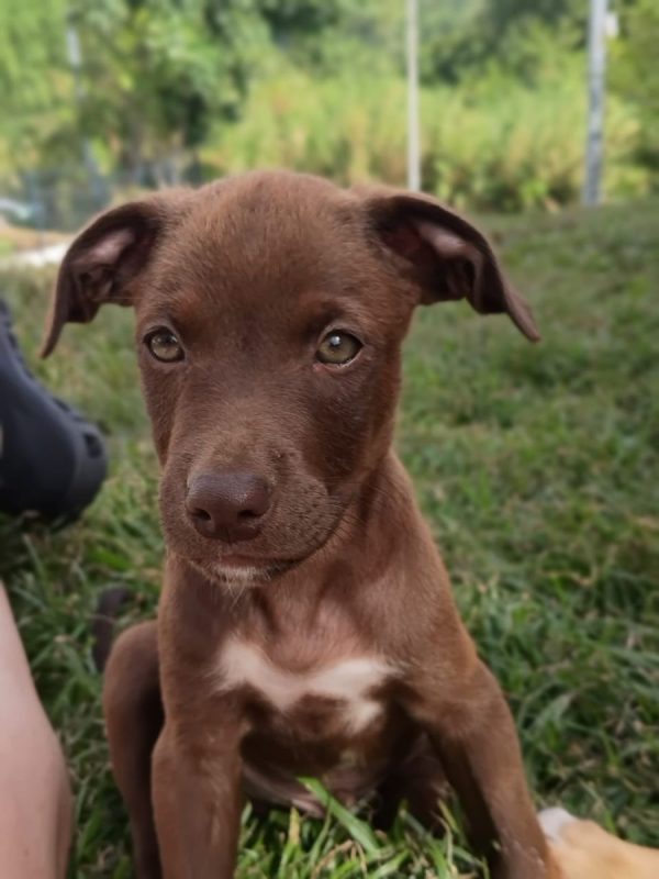 PARKER - Chien à adopter - photo 2