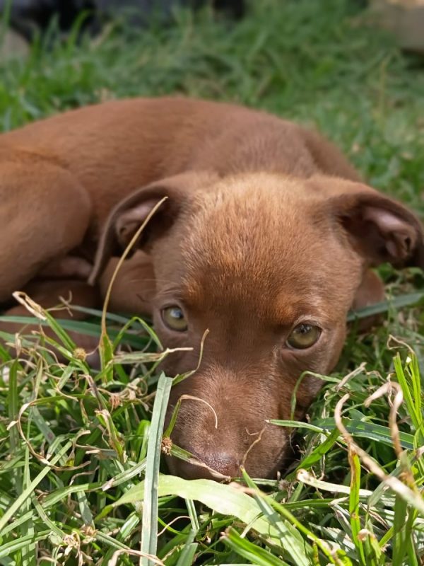 PARKER - Chien à adopter - photo 5