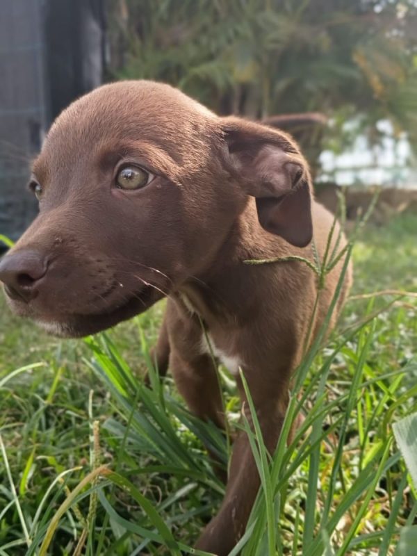 PARKER - Chien à adopter - photo 4