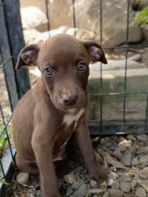 PARKER - Chien à adopter - photo 3