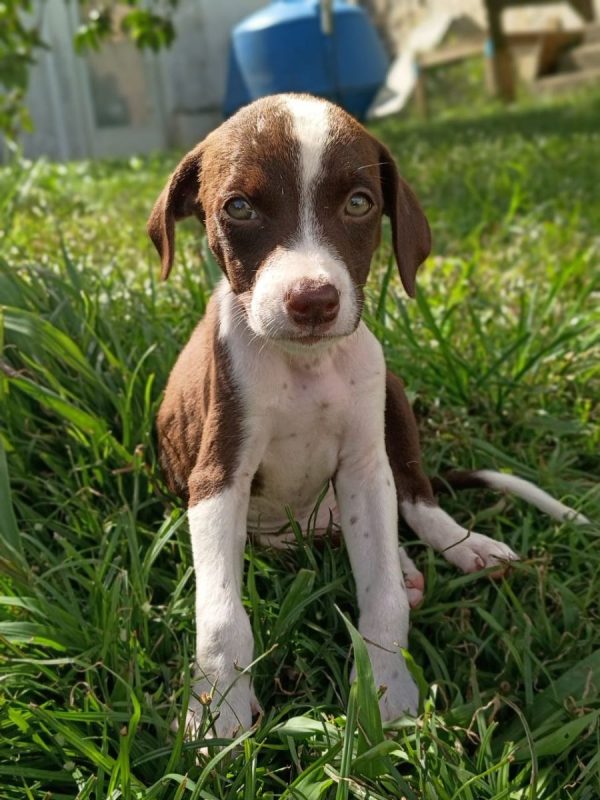 PAYTON - Chien à adopter - photo 6