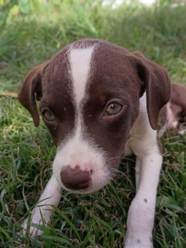 PAYTON - Chien à adopter - photo 5
