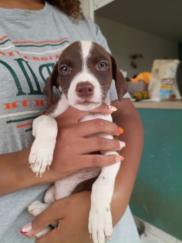 PAYTON - Chien à adopter - photo 4