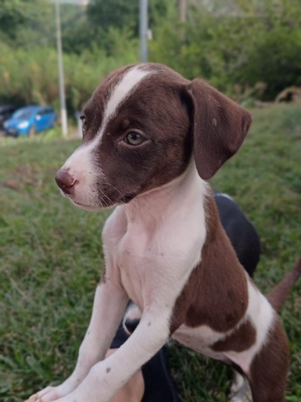 PAYTON - Chien à adopter - photo 2