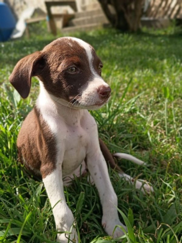 PAYTON - Chien à adopter - photo 3