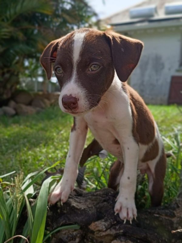 PAYTON - Chien à adopter