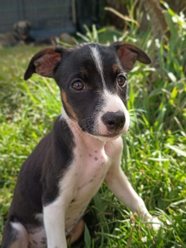 STERLING - Chien à adopter