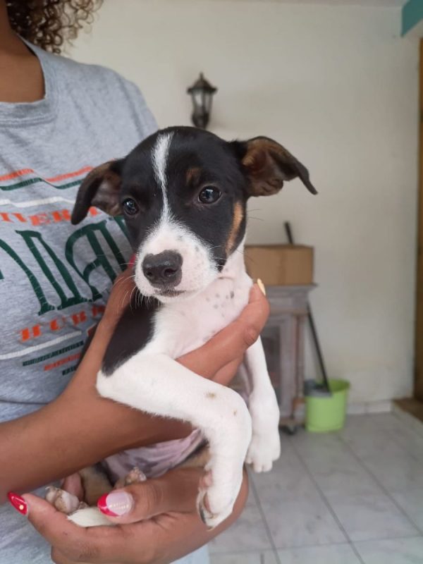 STERLING - Chien à adopter - photo 4