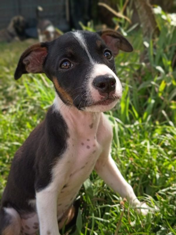 STERLING - Chien à adopter - photo 3