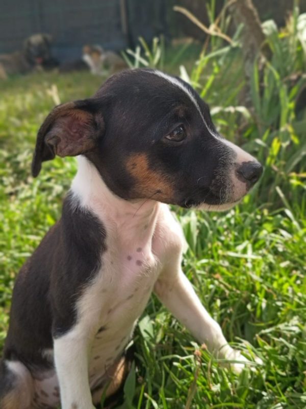 STERLING - Chien à adopter - photo 2