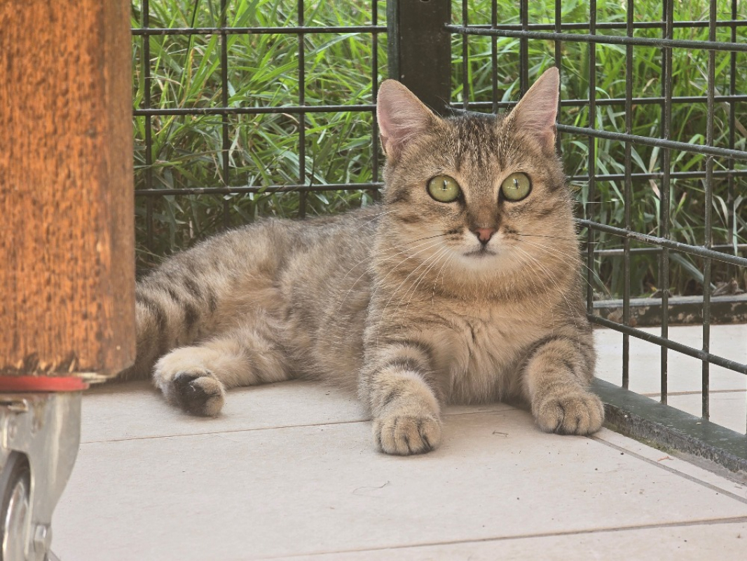 Photo #2 de Clochette