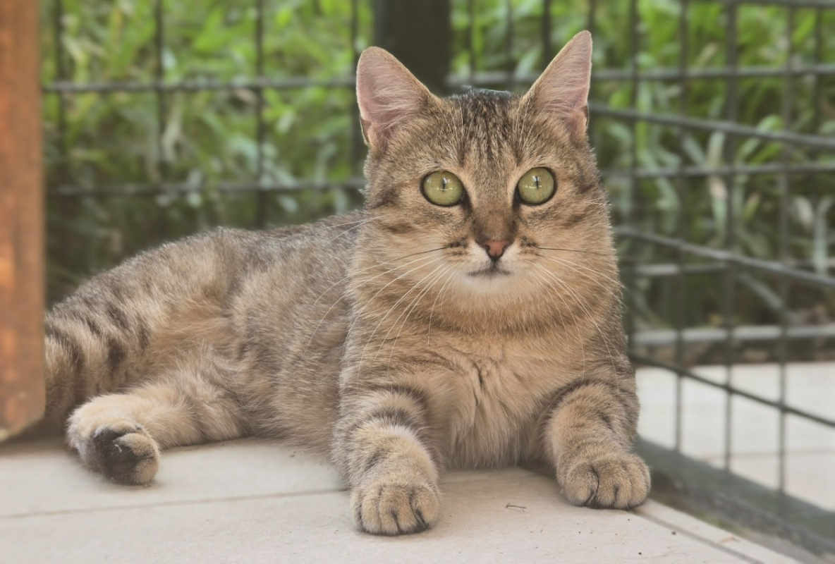 Photo #1 de Clochette