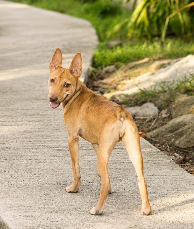 TIFIFI - Chien Pinscher à adopter