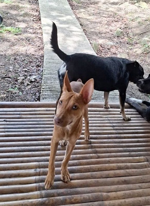 TIFIFI - Chien Pinscher à adopter - photo 4