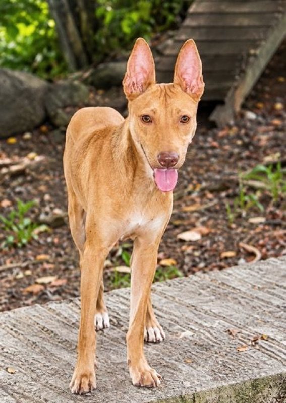 TIFIFI - Chien Pinscher à adopter - photo 2