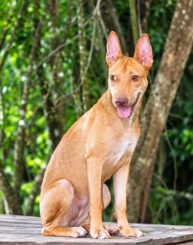 TIFIFI - Chien Pinscher à adopter - photo 4