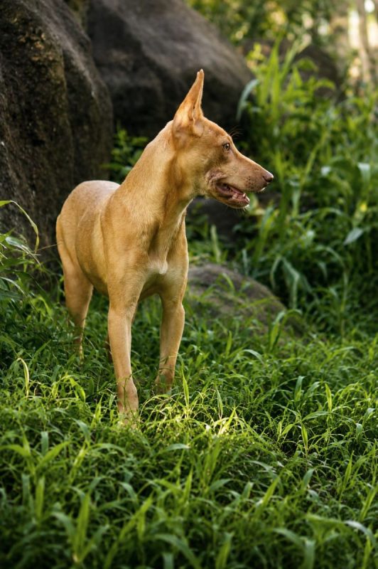 TIFIFI - Chien Pinscher à adopter - photo 5